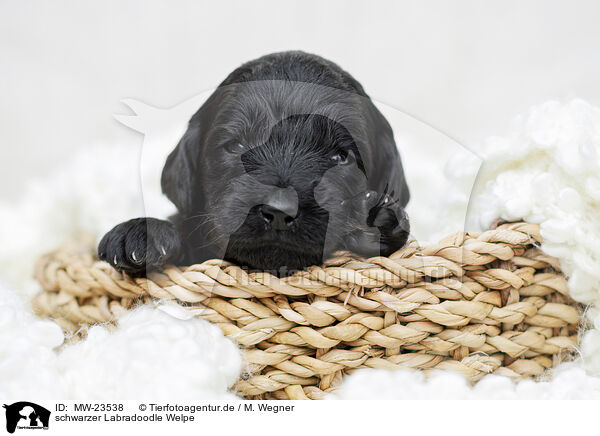schwarzer Labradoodle Welpe / black Labradoodle Puppy / MW-23538