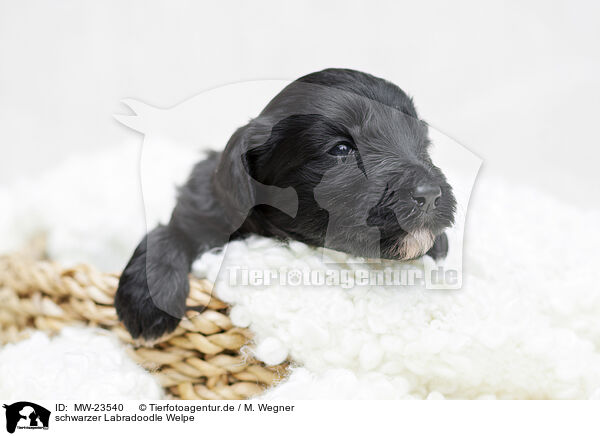 schwarzer Labradoodle Welpe / black Labradoodle Puppy / MW-23540
