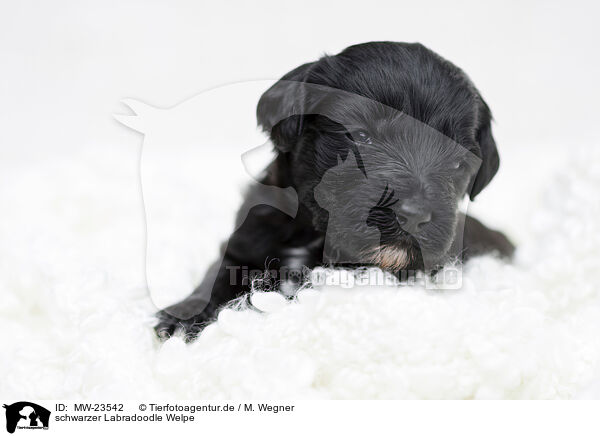 schwarzer Labradoodle Welpe / black Labradoodle Puppy / MW-23542