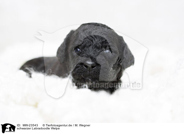 schwarzer Labradoodle Welpe / black Labradoodle Puppy / MW-23543