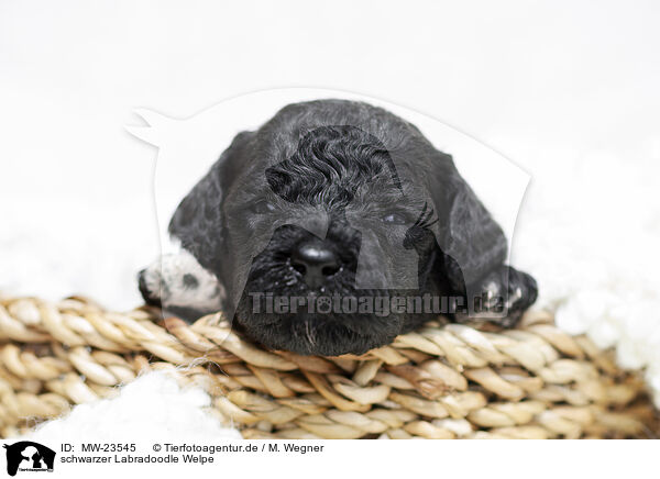 schwarzer Labradoodle Welpe / black Labradoodle Puppy / MW-23545