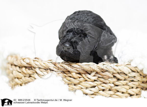 schwarzer Labradoodle Welpe / black Labradoodle Puppy / MW-23548
