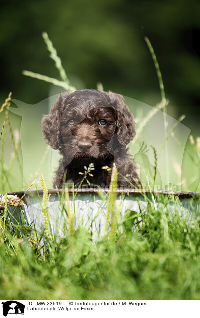 Labradoodle Welpe im Eimer / MW-23619