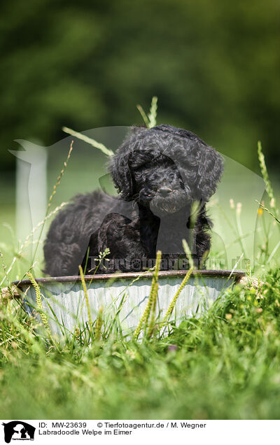 Labradoodle Welpe im Eimer / MW-23639