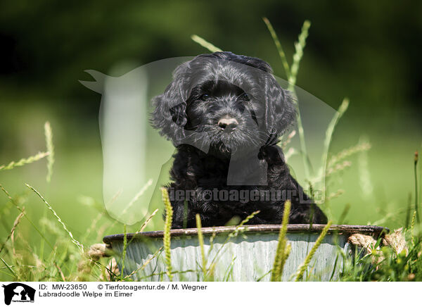 Labradoodle Welpe im Eimer / Labradoodle puppy in bucket / MW-23650