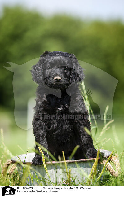 Labradoodle Welpe im Eimer / Labradoodle puppy in bucket / MW-23655