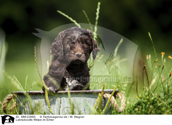 Labradoodle Welpe im Eimer / MW-23665