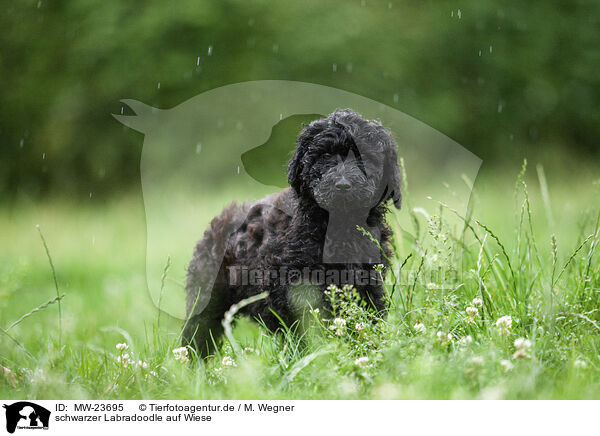 schwarzer Labradoodle auf Wiese / black Labradoodle on meadow / MW-23695