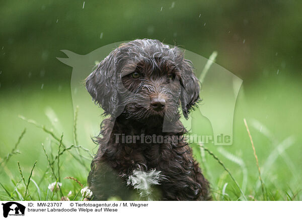 brauner Labradoodle Welpe auf Wiese / brown Labradoodle puppy on meadow / MW-23707
