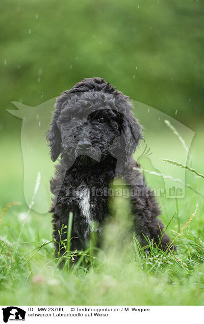 schwarzer Labradoodle auf Wiese / MW-23709