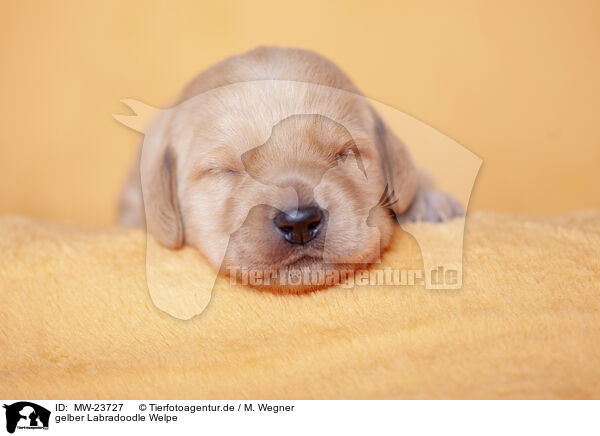 gelber Labradoodle Welpe / yellow Labradoodle puppy / MW-23727