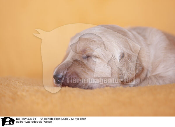 gelber Labradoodle Welpe / yellow Labradoodle puppy / MW-23734