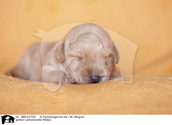 gelber Labradoodle Welpe / yellow Labradoodle puppy / MW-23749