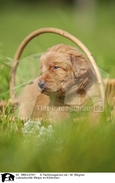 Labradoodle Welpe im Krbchen / Labradoodle puppy in basket / MW-23761