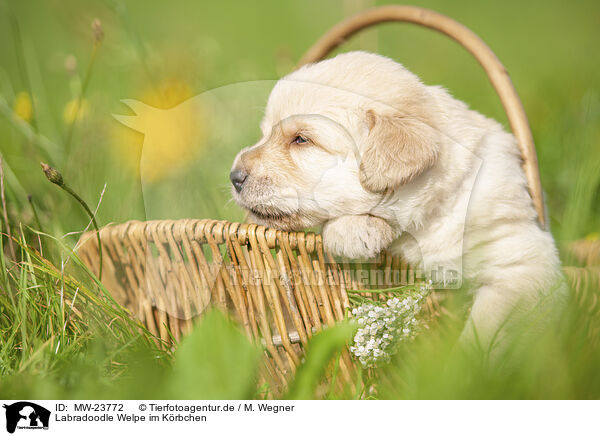 Labradoodle Welpe im Krbchen / Labradoodle puppy in basket / MW-23772