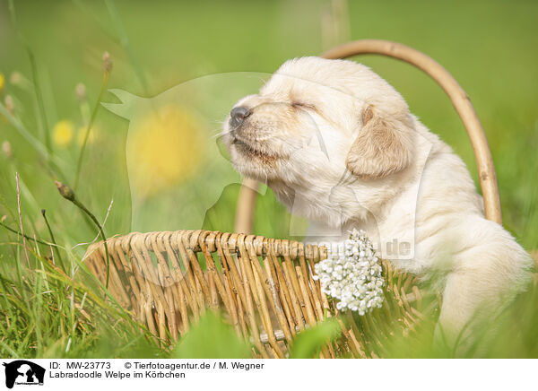 Labradoodle Welpe im K�rbchen / Labradoodle puppy in basket / MW-23773