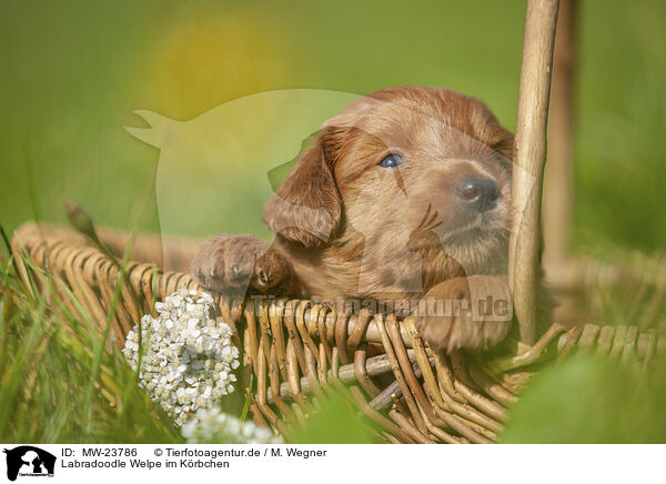 Labradoodle Welpe im K�rbchen / Labradoodle puppy in basket / MW-23786