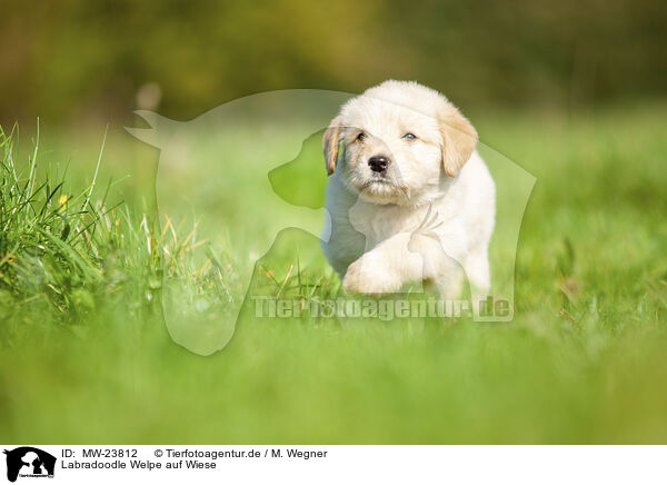 Labradoodle Welpe auf Wiese / MW-23812