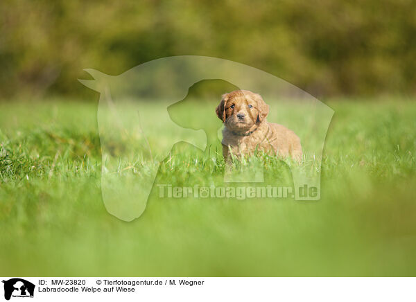 Labradoodle Welpe auf Wiese / MW-23820