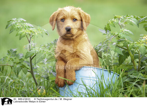 Labradoodle Welpe in Eimer / MW-23833