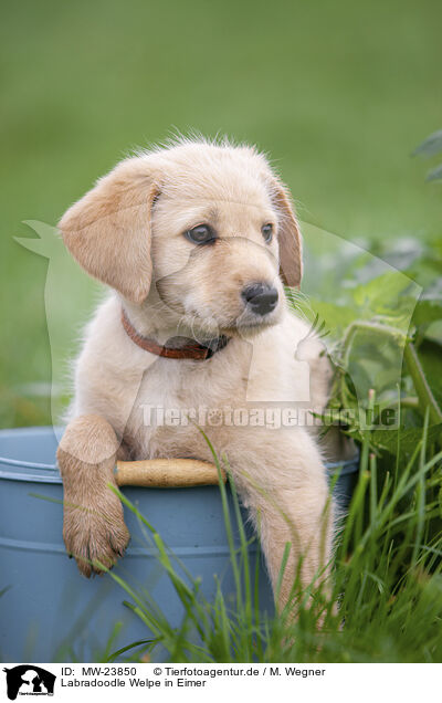 Labradoodle Welpe in Eimer / Labradoodle puppy in bucket / MW-23850
