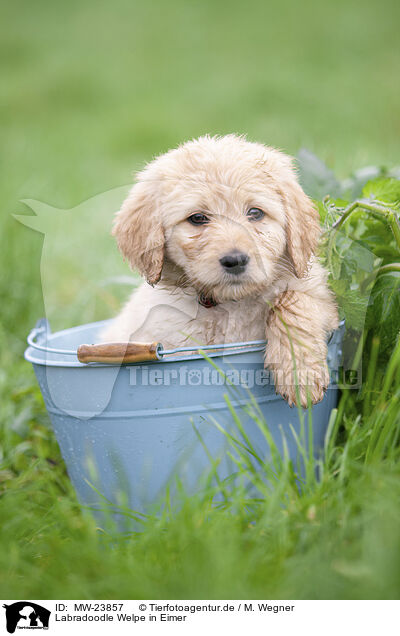 Labradoodle Welpe in Eimer / MW-23857