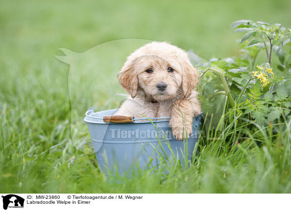 Labradoodle Welpe in Eimer / MW-23860