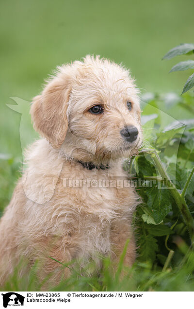 Labradoodle Welpe / MW-23865