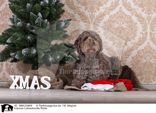 brauner Labradoodle Rde / male brown Labradoodle / MW-23869