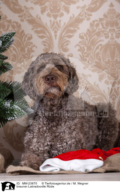 brauner Labradoodle Rde / male brown Labradoodle / MW-23870