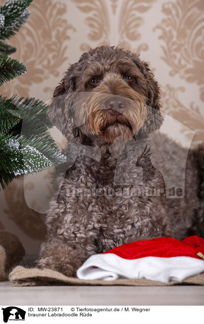 brauner Labradoodle Rde / male brown Labradoodle / MW-23871