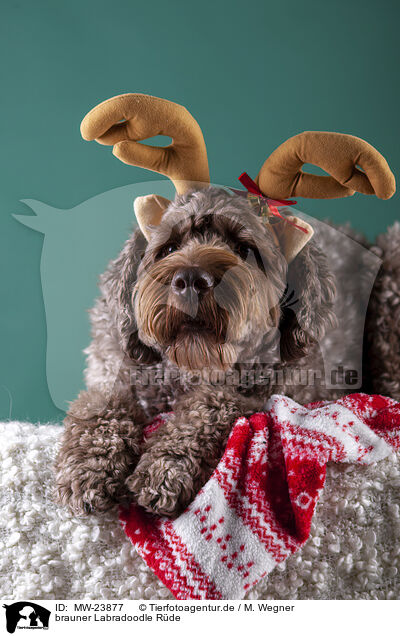 brauner Labradoodle Rde / male brown Labradoodle / MW-23877