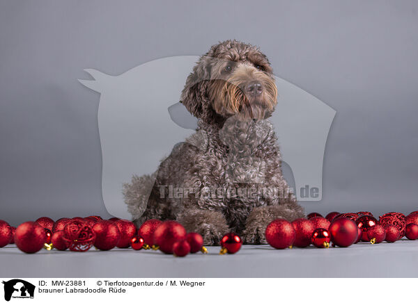 brauner Labradoodle Rde / male brown Labradoodle / MW-23881