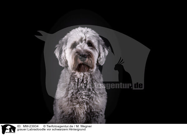 grauer Labradoodle vor schwarzem Hintergrund / grey Labradoodle in front of black background / MW-23934