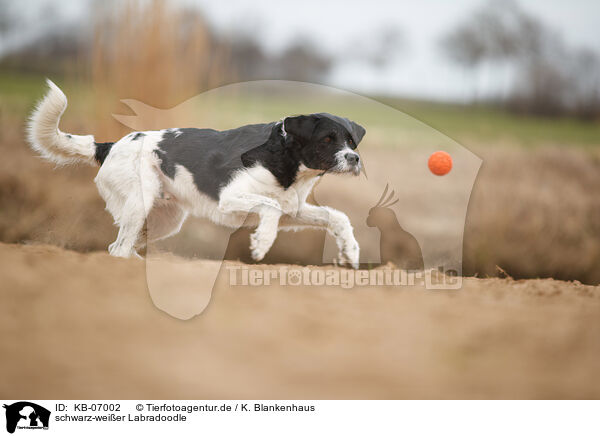 schwarz-weier Labradoodle / black-and-white Labradoodle / KB-07002