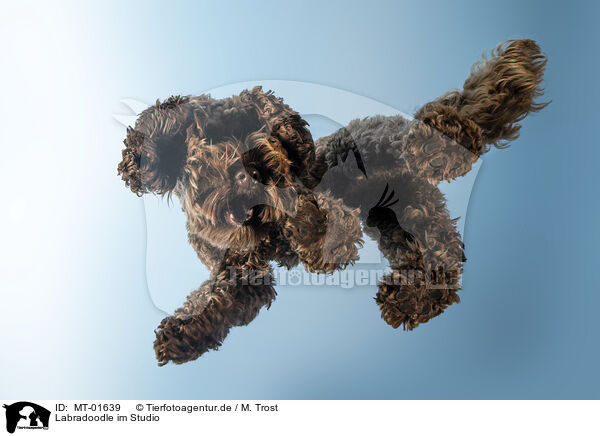 Labradoodle im Studio / MT-01639