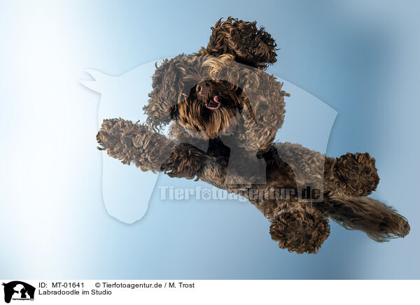 Labradoodle im Studio / MT-01641