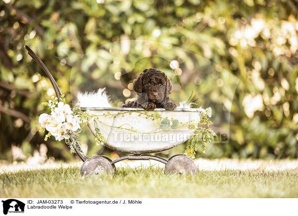 Labradoodle Welpe / JAM-03273