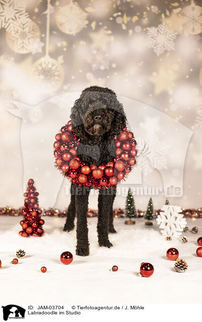 Labradoodle im Studio / Labradoodle in studio / JAM-03704