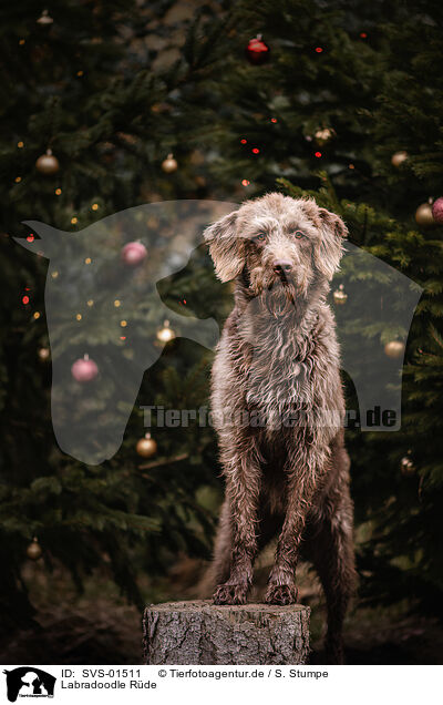 Labradoodle Rde / male Labradoodle / SVS-01511