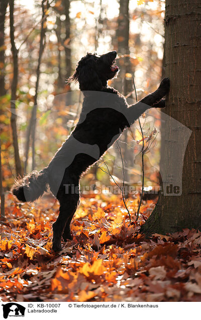 Labradoodle / Labradoodle / KB-10007