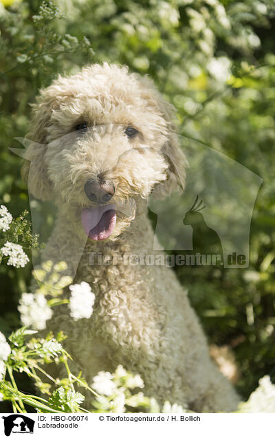 Labradoodle / Labradoodle / HBO-06074