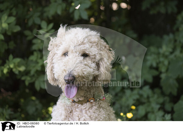 Labradoodle / Labradoodle / HBO-06080