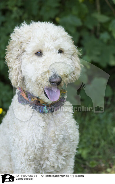 Labradoodle / Labradoodle / HBO-06084