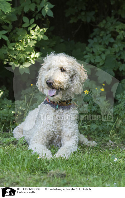 Labradoodle / Labradoodle / HBO-06086
