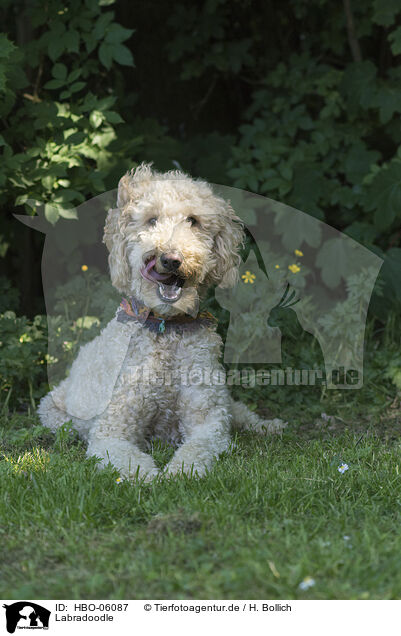 Labradoodle / Labradoodle / HBO-06087