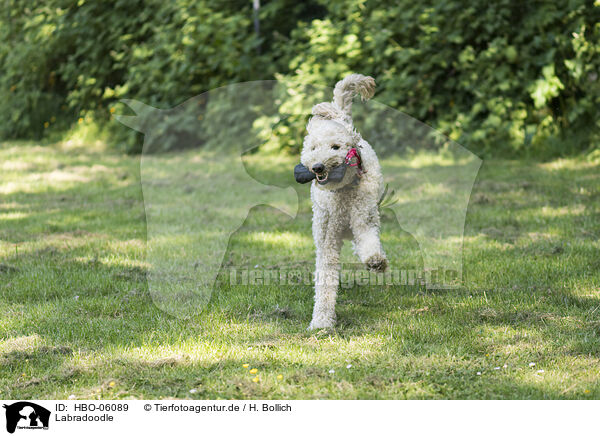 Labradoodle / Labradoodle / HBO-06089
