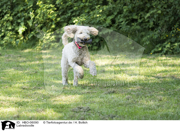 Labradoodle / Labradoodle / HBO-06090