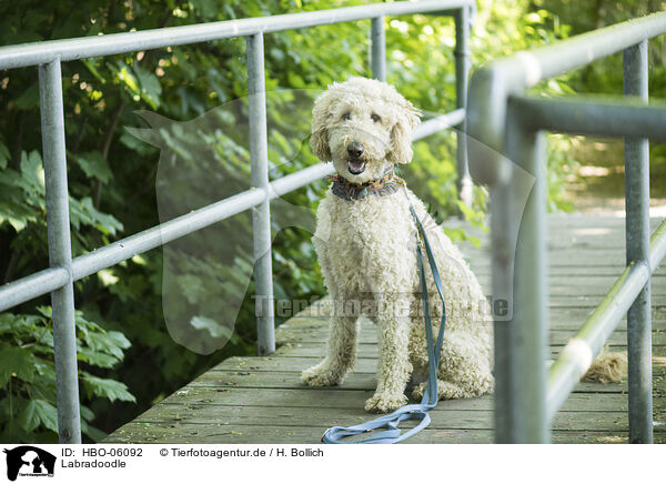 Labradoodle / Labradoodle / HBO-06092