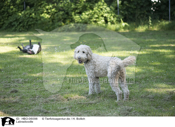 Labradoodle / Labradoodle / HBO-06098